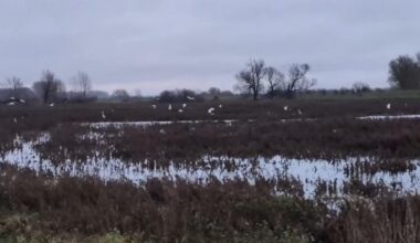 Lakenheath Fen given new lease of life to protect wildlife