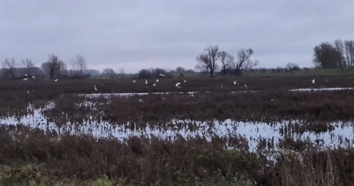 Lakenheath Fen given new lease of life to protect wildlife
