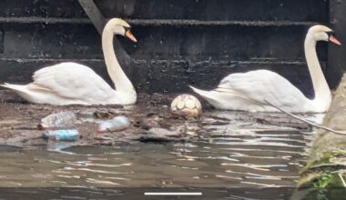 RSPB shock as swans swim through 'toxic' Diglis canal