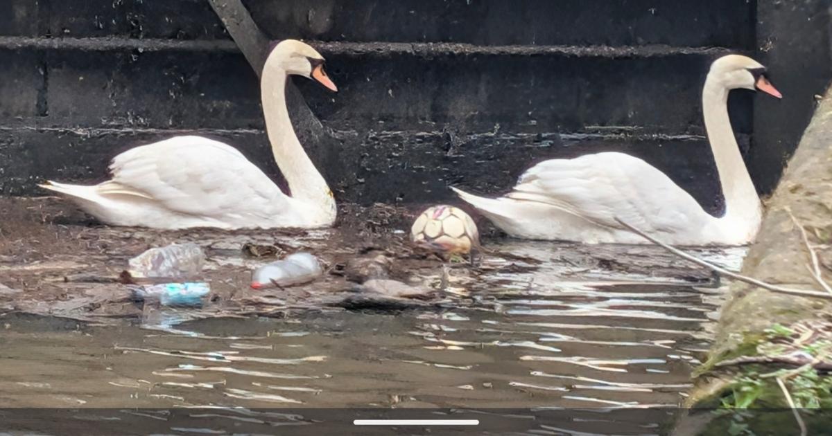 RSPB shock as swans swim through 'toxic' Diglis canal