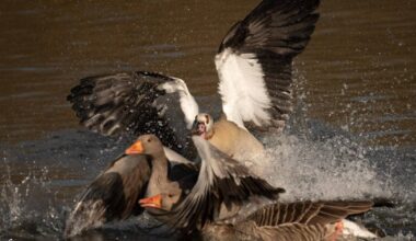 Invasive and 'aggressive' Egyptian Goose at Bodenham Lakes