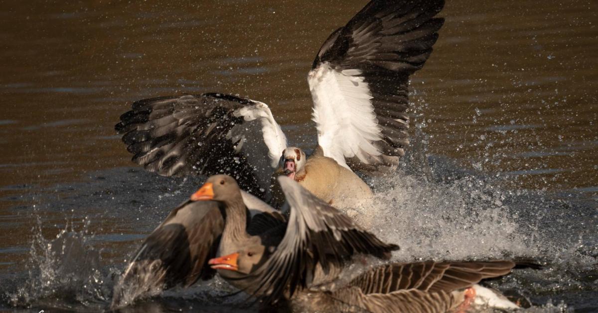 Invasive and 'aggressive' Egyptian Goose at Bodenham Lakes