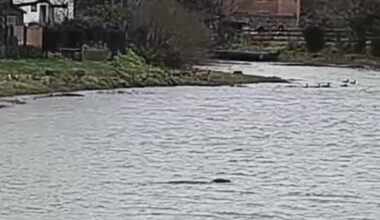 Resident's surprise at seeing seal in Alverstoke Creek