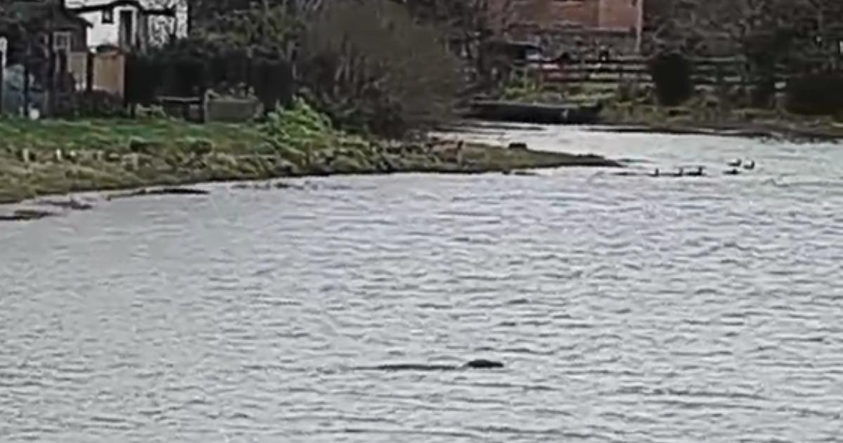 Resident's surprise at seeing seal in Alverstoke Creek