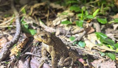 Toad migration underway at Center Parcs across the UK