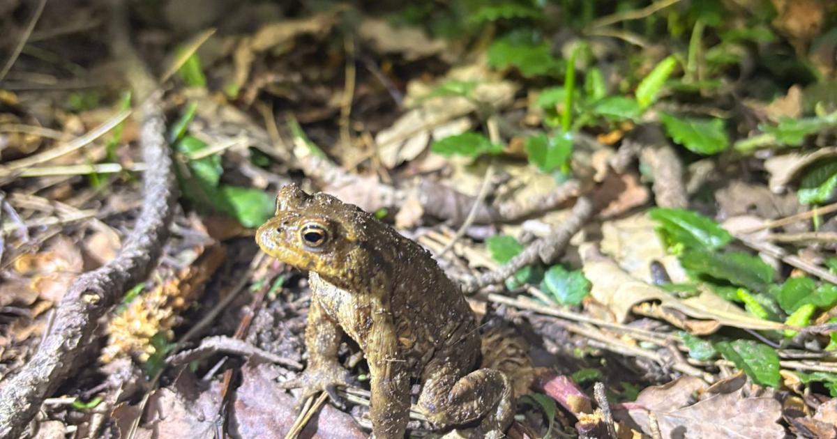 Toad migration underway at Center Parcs across the UK