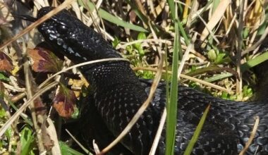 Rare black adder spotted by walkers in Minsmere, Suffolk