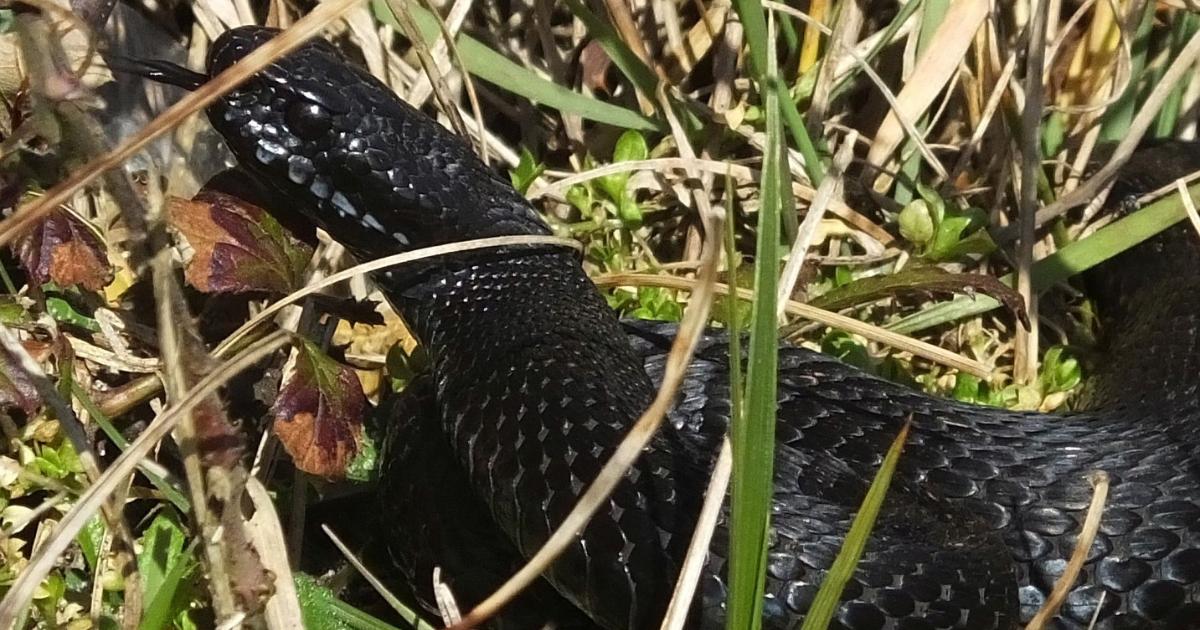 Rare black adder spotted by walkers in Minsmere, Suffolk