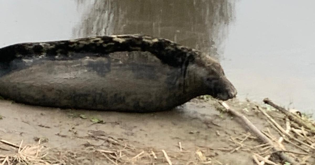 Delight after another seal spotted on banks of Mersey in Warrington