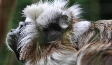 Rare cotton-top tamarins born at Banham Zoo in Norfolk