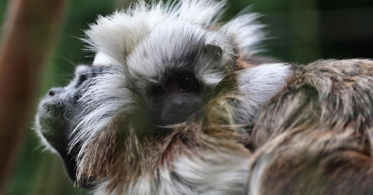 Rare cotton-top tamarins born at Banham Zoo in Norfolk