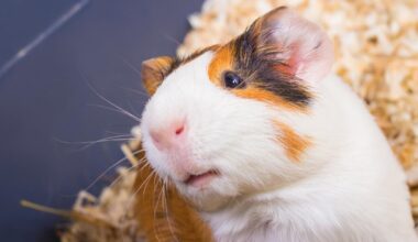 Wiltshire councillor asks which bin dead pet should go in