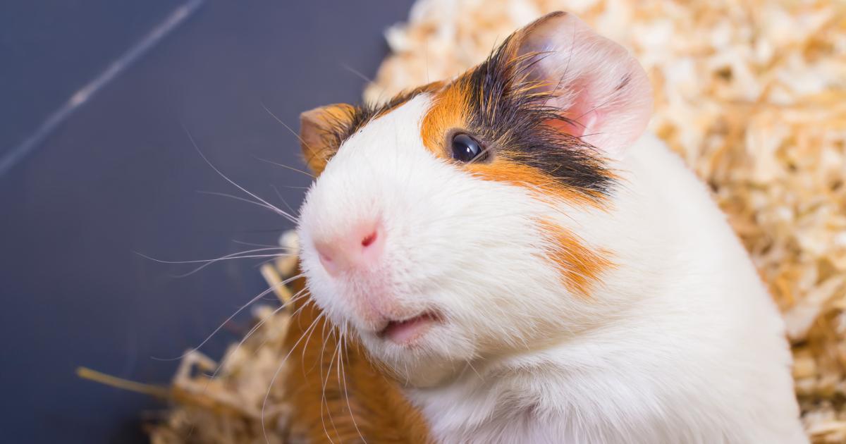 Wiltshire councillor asks which bin dead pet should go in