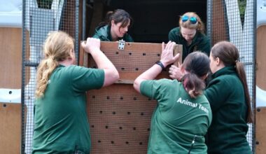 Cheetahs Mo and Bolt arrive at Africa Alive zoo in Suffolk