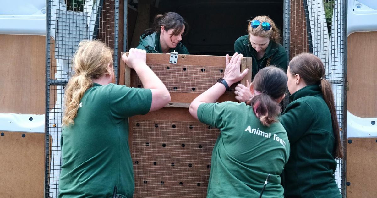 Cheetahs Mo and Bolt arrive at Africa Alive zoo in Suffolk