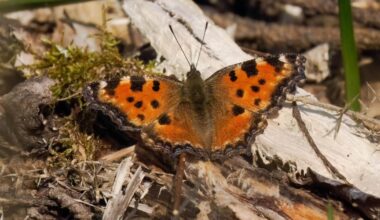 Rare large tortoiseshell butterfly spotted in Hampshire