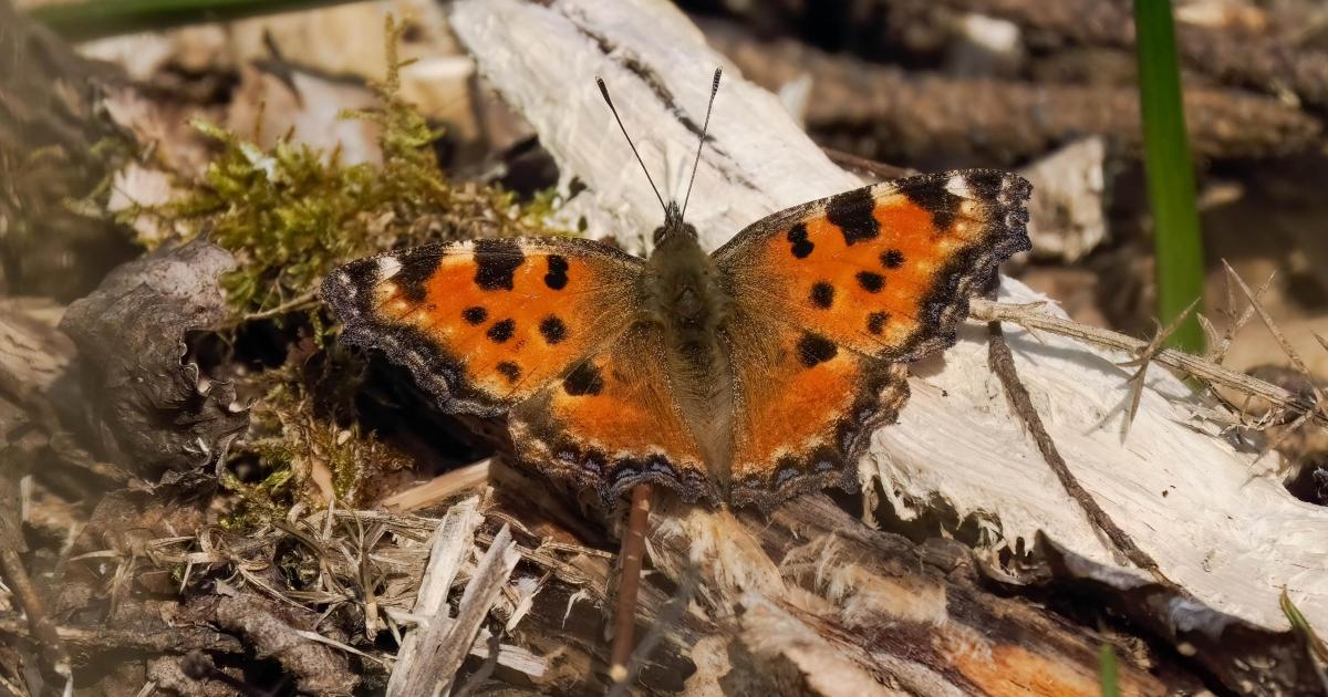 Rare large tortoiseshell butterfly spotted in Hampshire