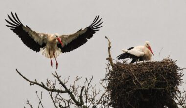 White storks pictured nesting at Knepp Wilding in Sussex