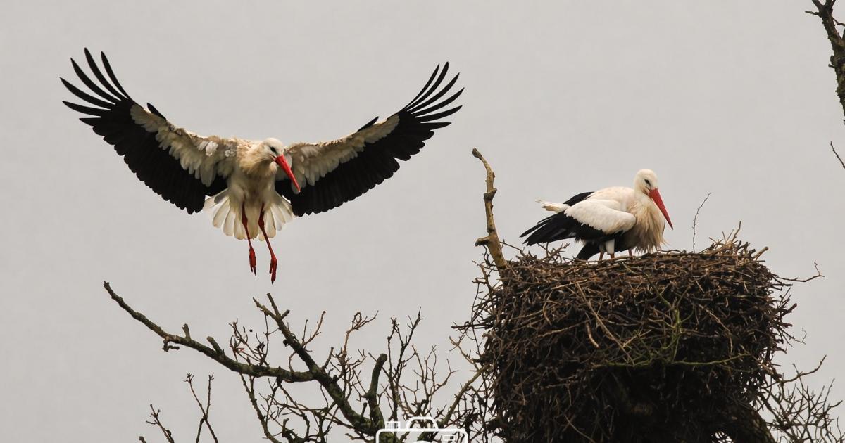 White storks pictured nesting at Knepp Wilding in Sussex