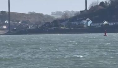 Pod of common dolphins filmed close to Cleddau Bridge
