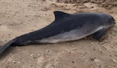 Dead porpoise found at Holme-next-the-Sea beach in Norfolk