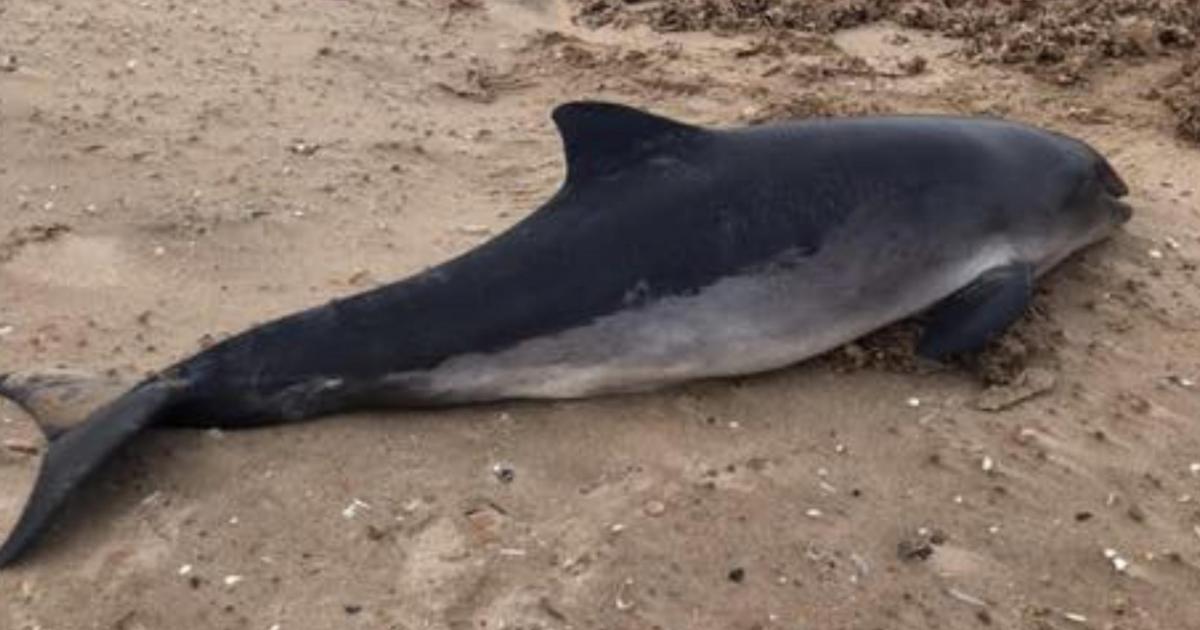 Dead porpoise found at Holme-next-the-Sea beach in Norfolk