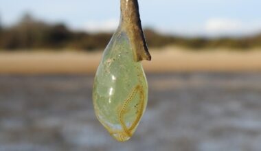 Mysterious jelly-like egg sacs spotted on Hampshire beach