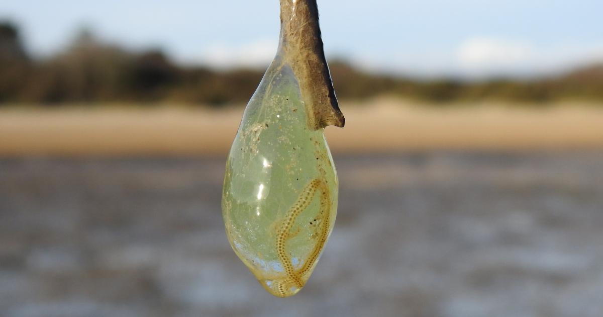 Mysterious jelly-like egg sacs spotted on Hampshire beach