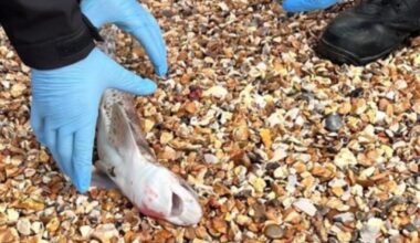 Police officer rescues spotted catshark from Netley beach