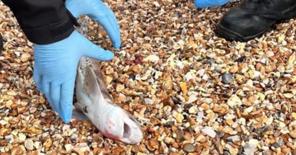 Police officer rescues spotted catshark from Netley beach