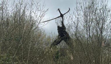 Bridgwater's Willow Man - what's next for the loved sculpture?