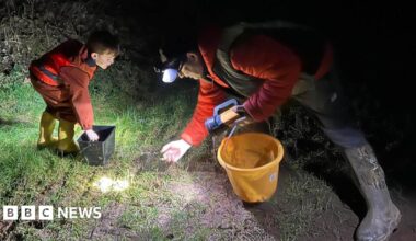 A man and a boy are leaning over a toad in the grass. They are shining flash lights and carry buckets.