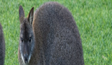 An albino wallaby inside its mother's pouch.  The wallaby has pink eyes, pink ears and white fur.  Its mother has brown and grey fur. There is grass in the background.  The back of another wallaby is to left.
