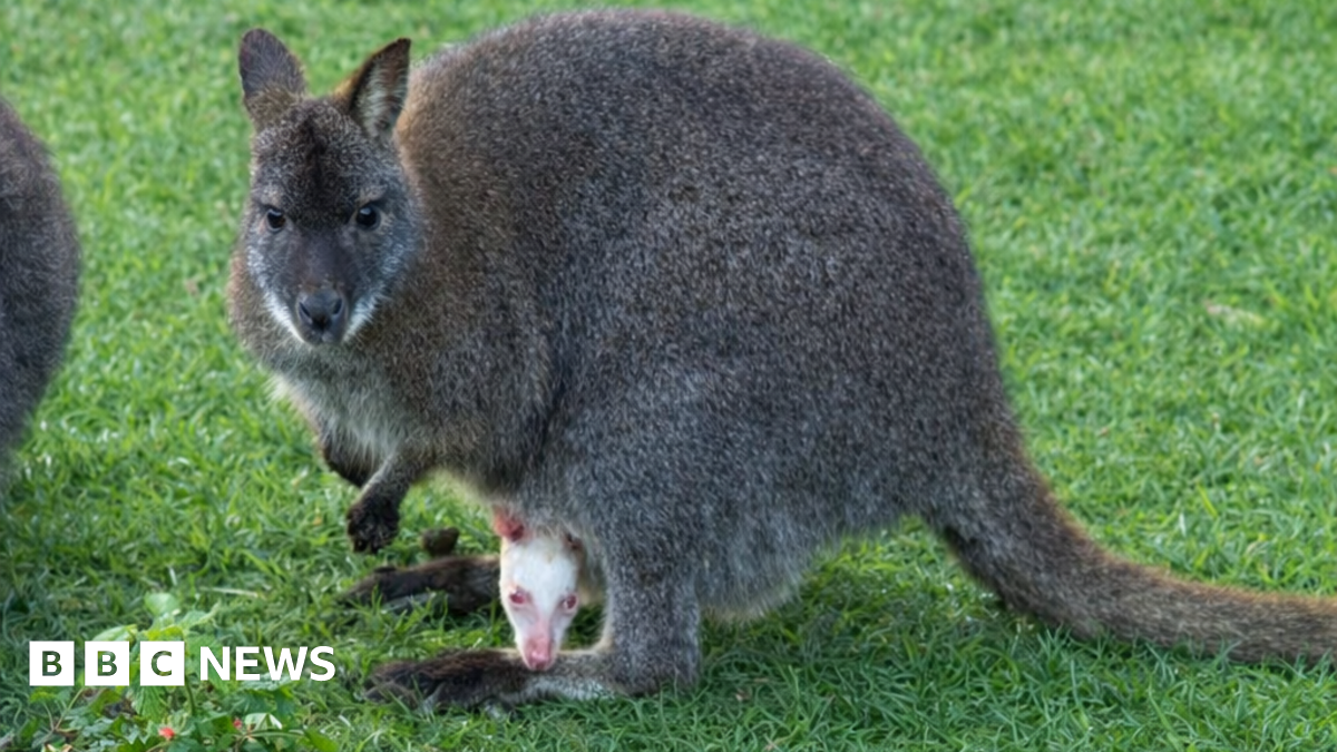An albino wallaby inside its mother's pouch.  The wallaby has pink eyes, pink ears and white fur.  Its mother has brown and grey fur. There is grass in the background.  The back of another wallaby is to left.