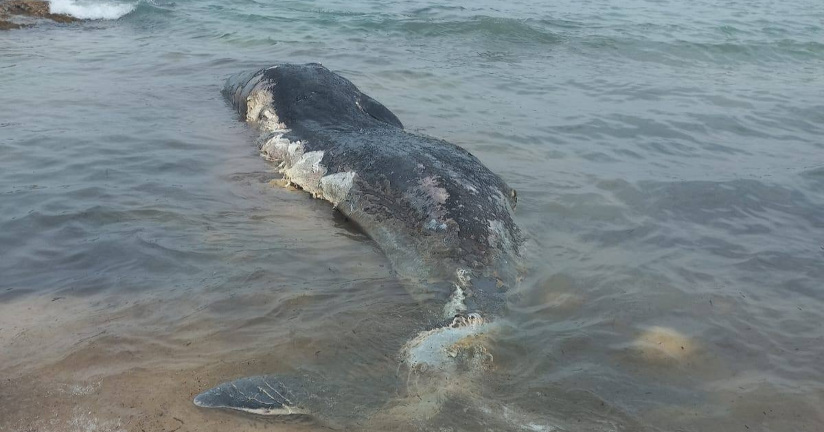 Dead whale washes ashore on Comino