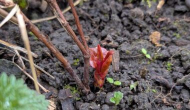 Japanese knotweed spotted in Long Sutton, Grantham, Stamford and Lincoln