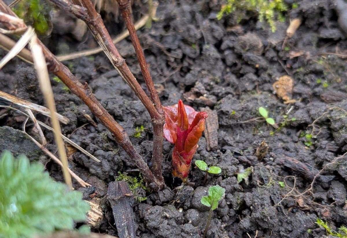 Japanese knotweed spotted in Long Sutton, Grantham, Stamford and Lincoln