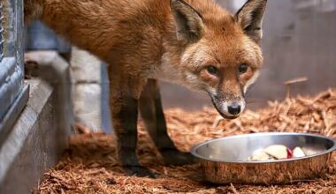 A red fox somehow slipped onto a cargo ship that traveled from Southampton, England, to New York.
