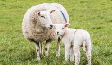 Public Health IOM 'managing' Cryptosporidiosis outbreak