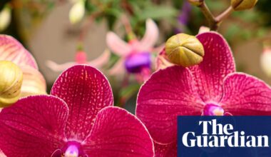 Sex garden to ‘break taboos’ at Chelsea flower show as gnome ban ends | Chelsea flower show