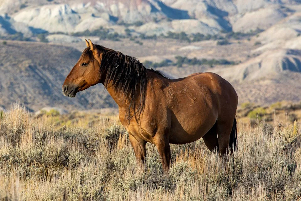 A wild horse at the Sandwash Basin Wildlife Management Area near Maybell, Colo.Credit: Getty
