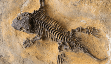 280 Million Year Old Fossils Show Large Predators Were Already Hunting Big Herbivores