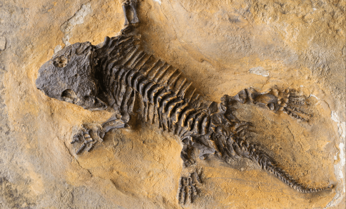 280 Million Year Old Fossils Show Large Predators Were Already Hunting Big Herbivores