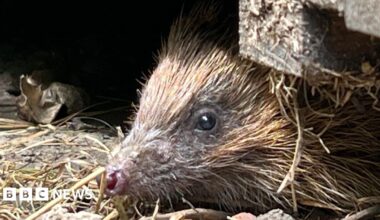 The image shows a hedgehog's face poking out from beneath a building.