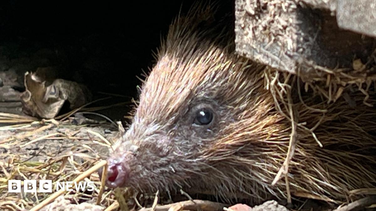 The image shows a hedgehog's face poking out from beneath a building.