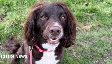 Dolly, a brown cockapoo with a white chest, with a red collar and lead, sits in a grassy area. She is looking up towards the camera