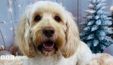 Golden dog looks at camera - there are Christmas decorations in the background of the photo.