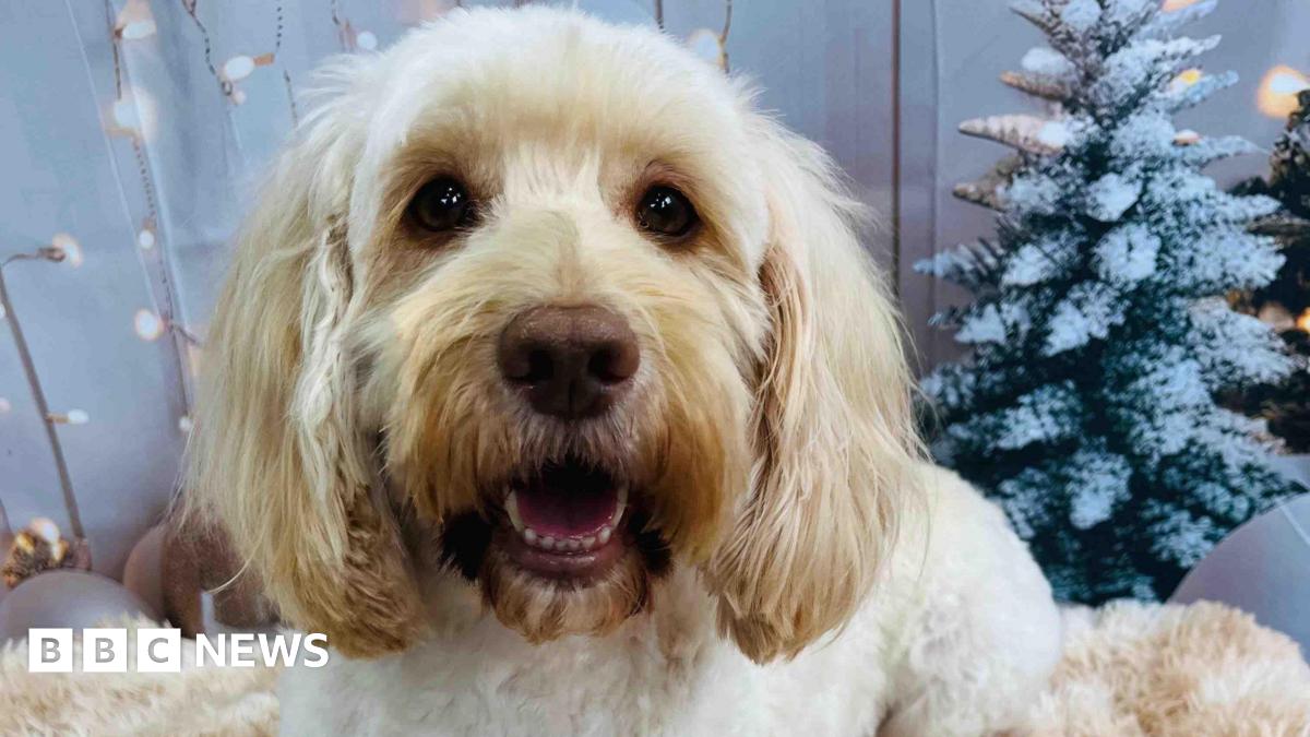 Golden dog looks at camera - there are Christmas decorations in the background of the photo.