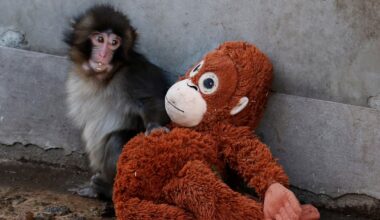 Punch the baby monkey shunned by his troop finally finds acceptance