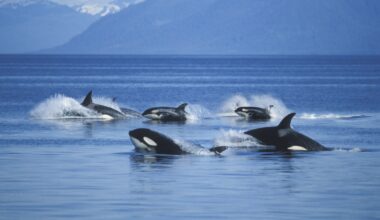 Are cannibal killer whales to blame for dorsal fins found on beach?